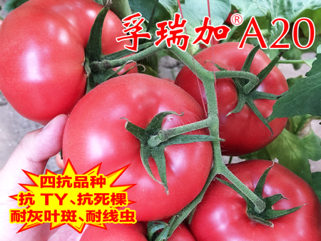 孚瑞加A20