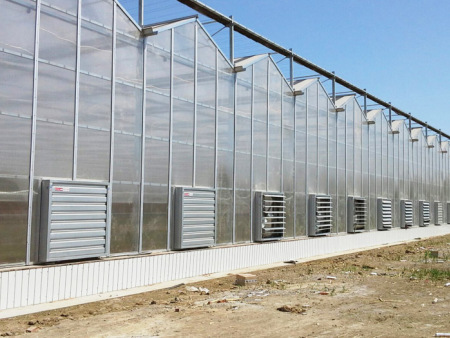 阳光板连栋温室