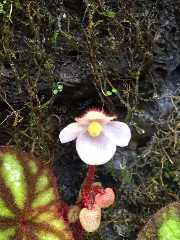 家居水景雨林缸之家中的天津微雨林！