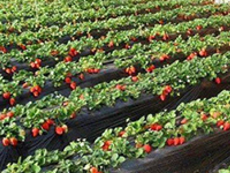 丹东草莓育苗基地