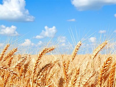 玉米淀粉-供应山东马铃薯淀粉和豌豆淀粉及红薯面粉的加工厂家