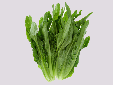 惠东油麦菜批发
