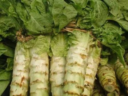 莴笋