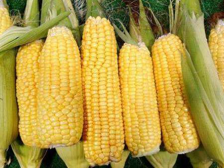 玉米