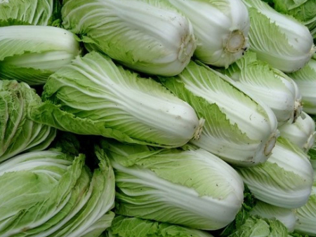 大白菜