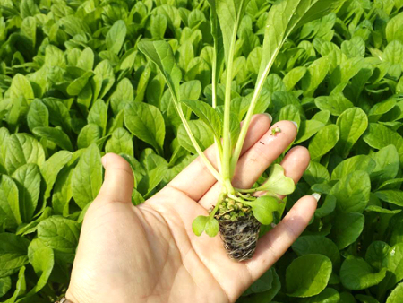 蔬菜种苗