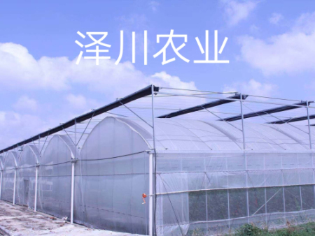 连栋薄膜温室