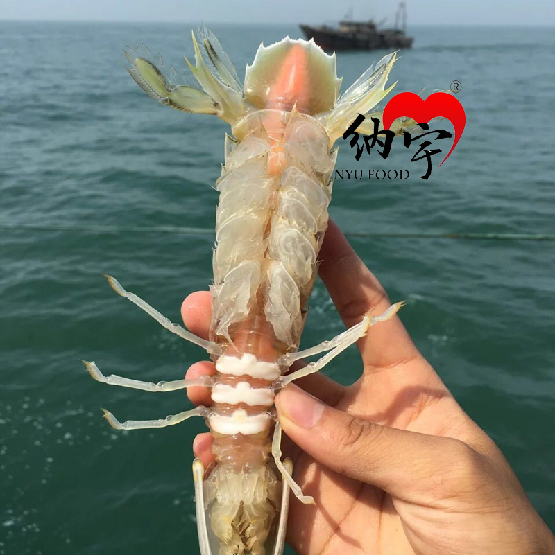 东港爱航海鲜虾爬子视频