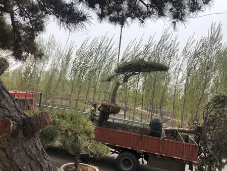 平顶松装车发货