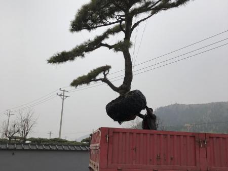 泰山迎客松发货啦