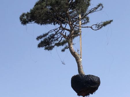 造型油松发货中