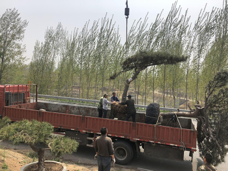 造型松装车发货