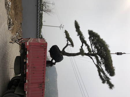 泰山迎客松发货啦