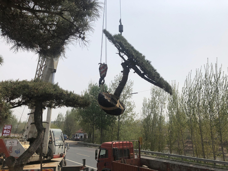 造型松发往河南