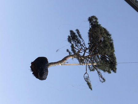 造型油松发货中