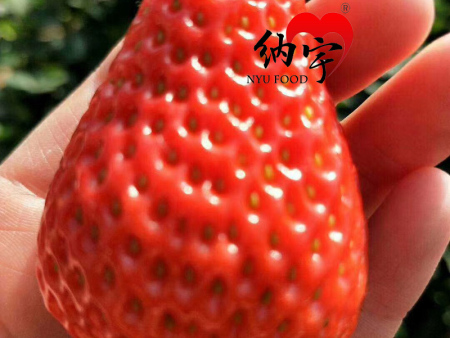 东港九九草莓 