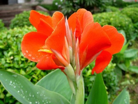 水生美人蕉（紅色）