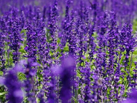 藍(lán)花鼠尾草