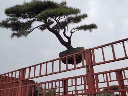 造型黑松发往河南落家