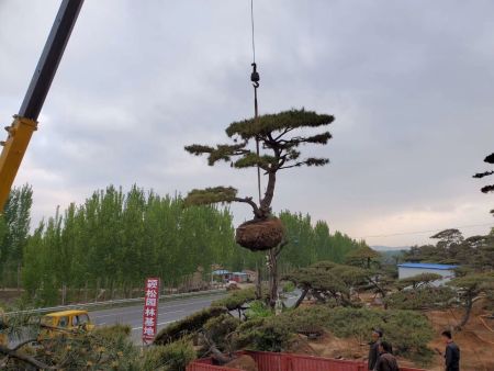 造型油松有多驚艷？行家一眼就認準！