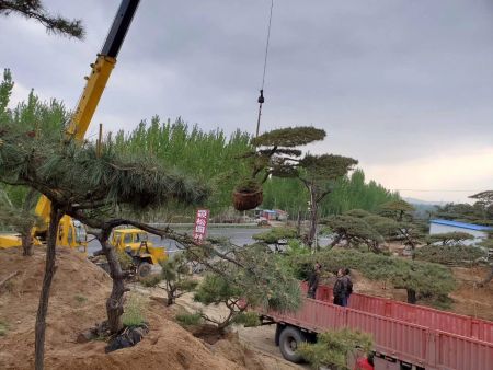 景观松继续发往河南