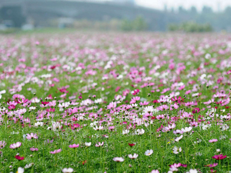 波斯菊花海