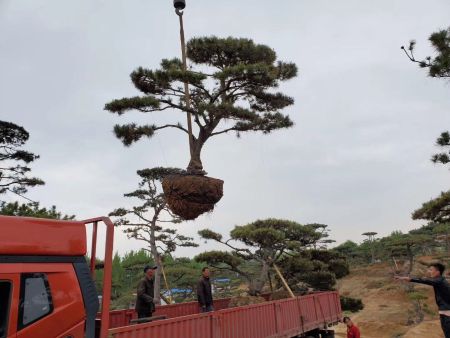 精品造型松整装上车