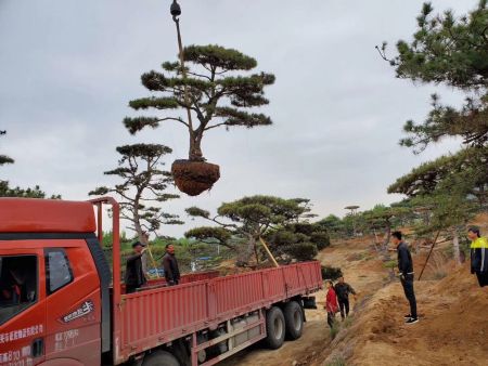造型松嫁人临沂啦