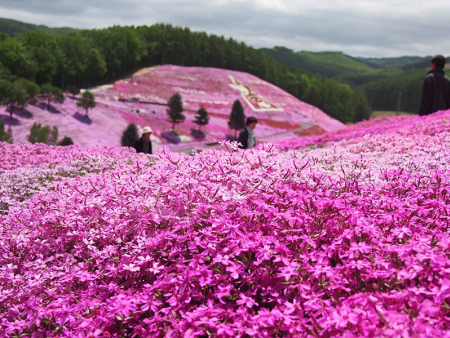 芝樱花海