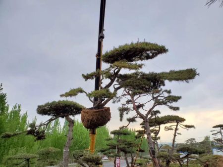泰山迎客松到底有多震撼？园林人看完沉默了！