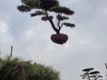 精品造型松河北霸州起苗装车