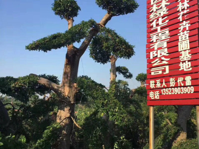 河南潢川萬林花卉
