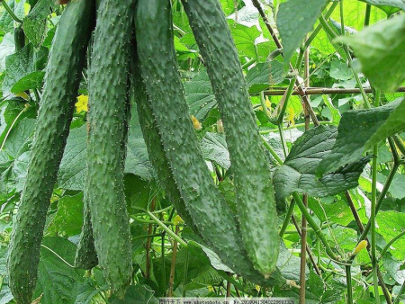黄瓜种苗