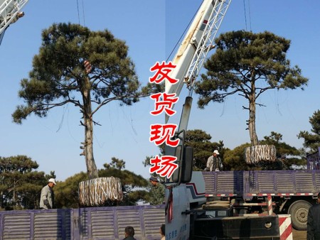 造型油松起苗装车发往江苏