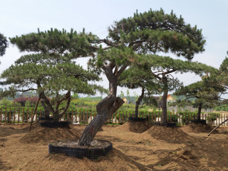 平頂松