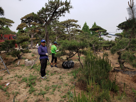 景观松发往河北