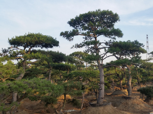 山東造型黑松的葉子下垂是什么原因