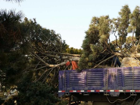 泰山景观松发往江苏