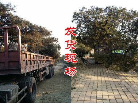 泰山松发往杭州落户