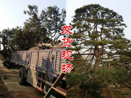 平顶松装车发往湖北