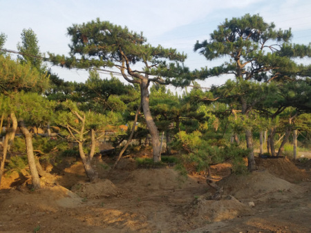 造型松