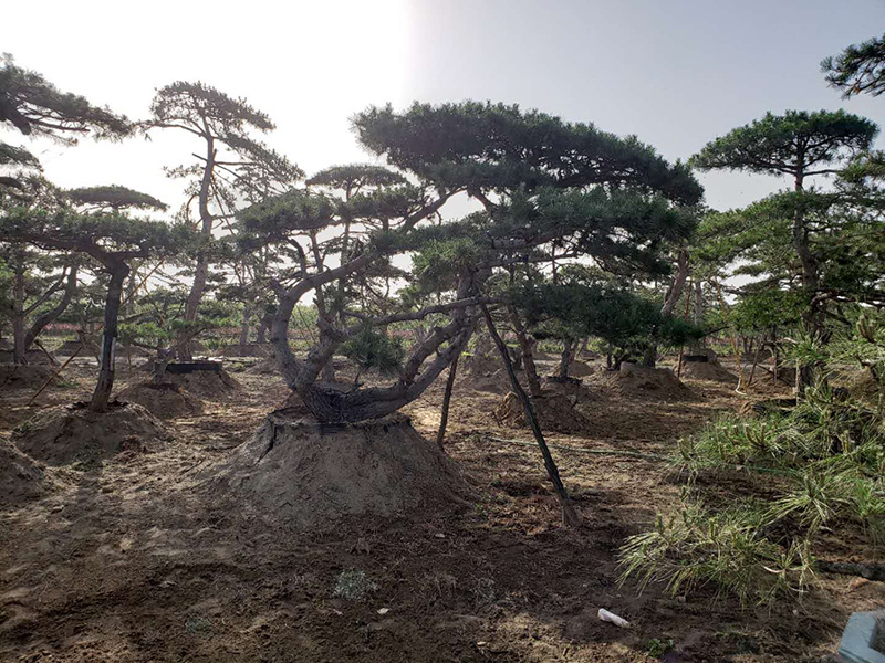 提高山東大型造型松的養分利用率，有益于苗木生長