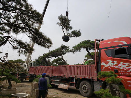 造型黑松装车发往河南
