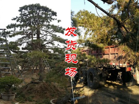 泰山迎客松发往上海落家