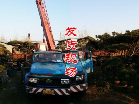 造型黑松远嫁他乡