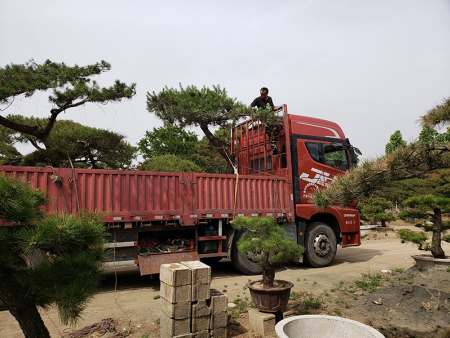 泰山松发往北京