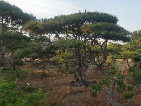 造型赤松基地