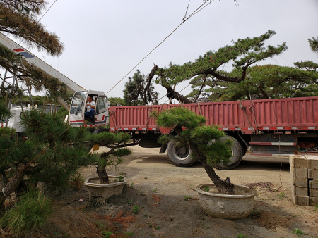 泰山龙泉_造型松发往江苏