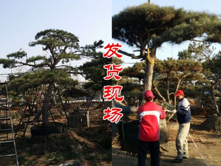 泰山景观松发往北京