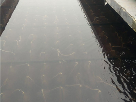 纺织污水处理设备